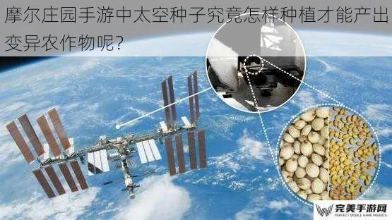 摩尔庄园手游中太空种子究竟怎样种植才能产出变异农作物呢？