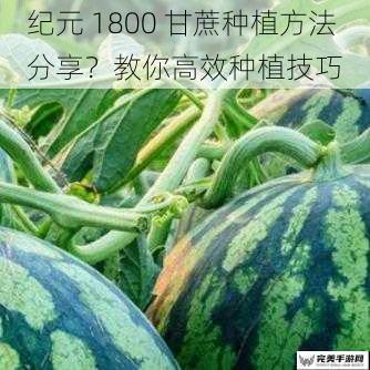 纪元 1800 甘蔗种植方法分享？教你高效种植技巧