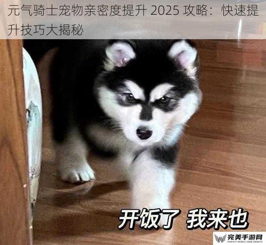 元气骑士宠物亲密度提升 2025 攻略：快速提升技巧大揭秘