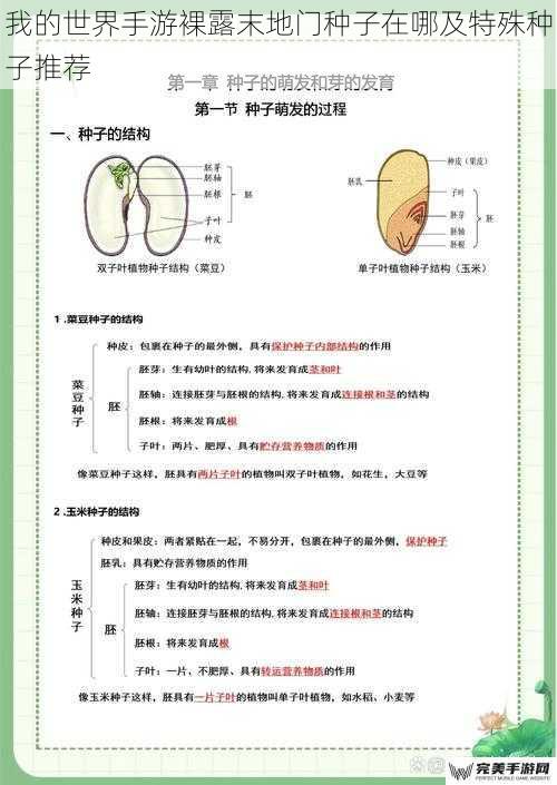 种子生成机制与特点