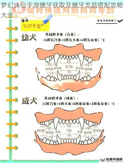 梦幻诛仙手游獠牙获取及獠牙龙晶搭配攻略大全