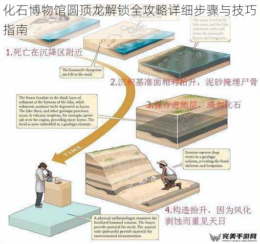 化石博物馆圆顶龙解锁全攻略详细步骤与技巧指南