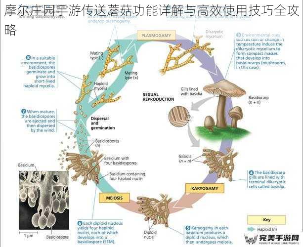 传送蘑菇机制解析