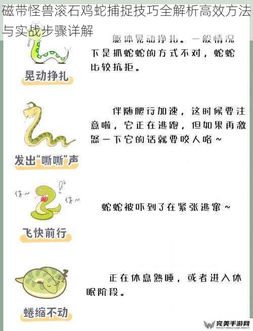 滚石鸡蛇生态分析与捕捉价值